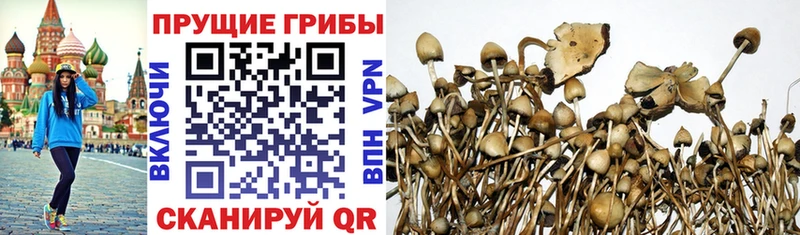 купить наркоту  Светлый  Галлюциногенные грибы Magic Shrooms 